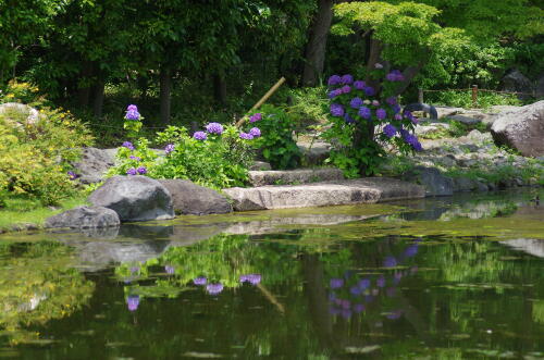 昭和記念公園の紫陽花