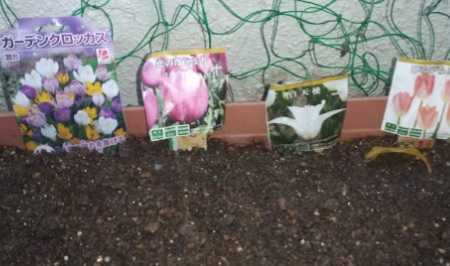 チューリップ クロッカスを植える ヤグルマギクその後 サツマイモ水栽培の状況 秋に咲くヒマワリ なのかもね 楽天ブログ