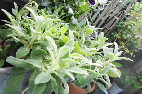 ちっぴーＨ22.29 017.jpg