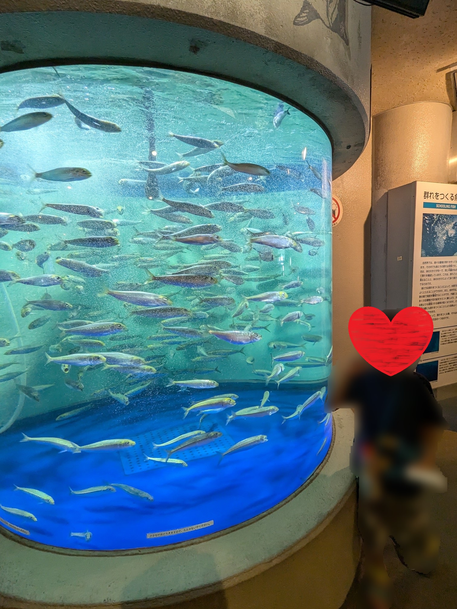 夏休みのしながわ水族館　観察中