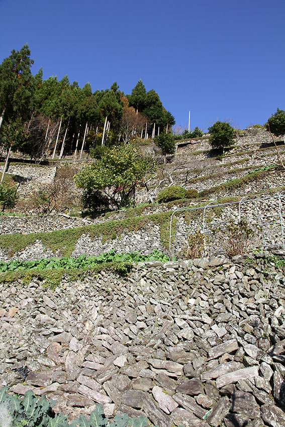 吉野川ウォークin美郷-3♪