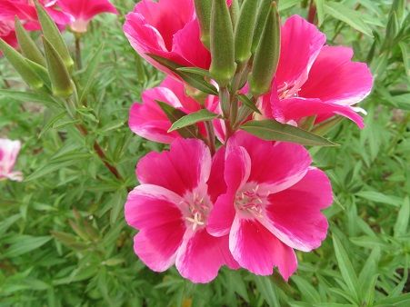 ゴデチアの花 茄子の油淋ソース 静かな時が流れる 風の庭 楽天ブログ