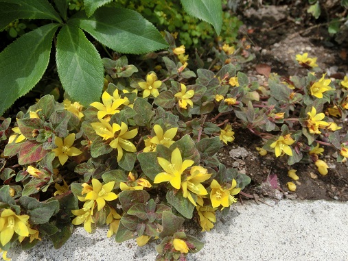 リシマキアミッドナイトサン