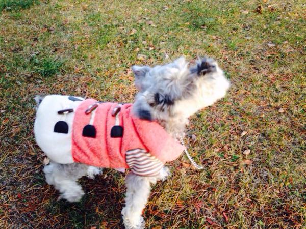 rblog-20151118172945-02.jpg