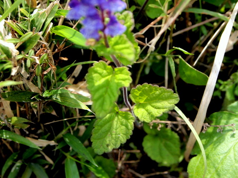 タツナミソウの葉と茎