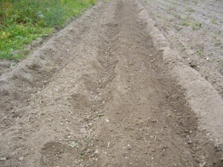 生子植え付け２０１２　2