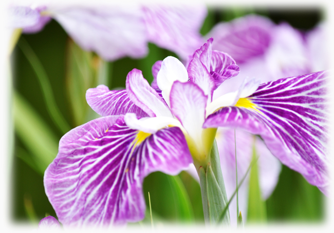 菖蒲７