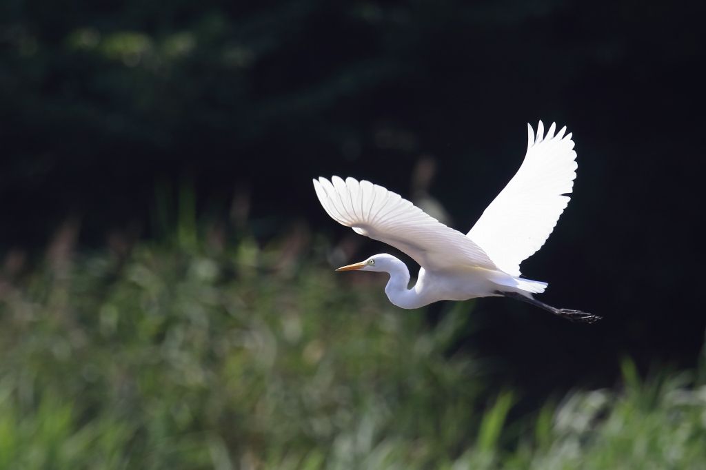 チュウサギの飛翔 | ブログ タゲリの部屋 ホームページもあります https://birder-tageri.com - 楽天ブログ