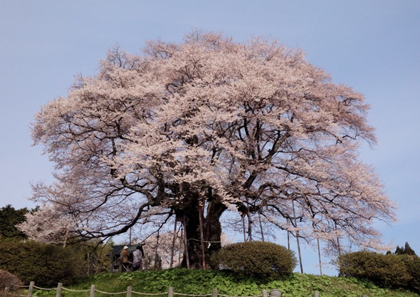 醍醐桜 2014