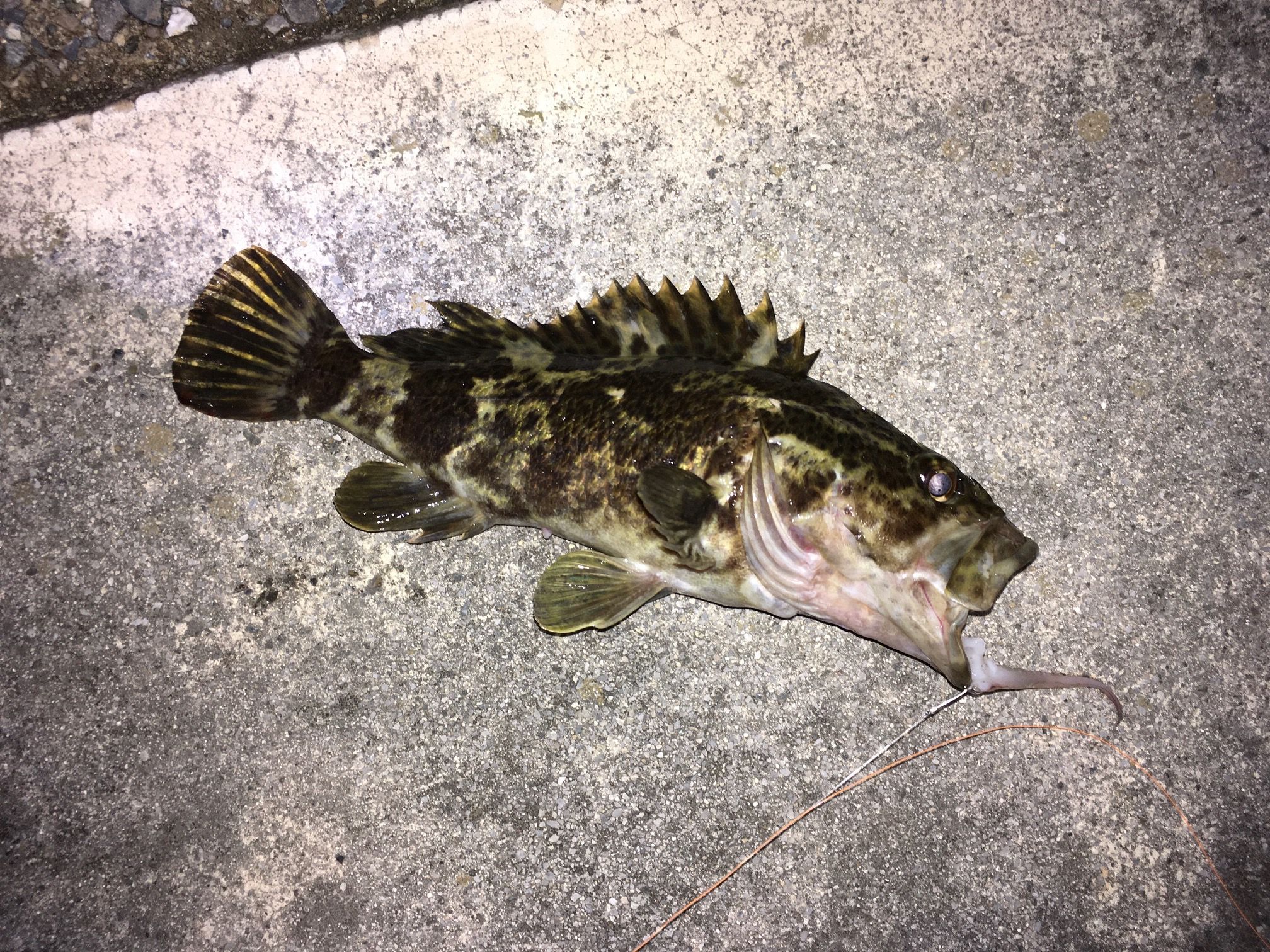 根魚 闇夜の底釣り 楽天ブログ