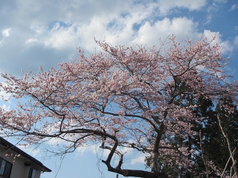 桜１０.jpg