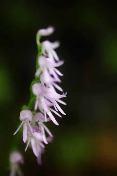 IMG_4215.JPG