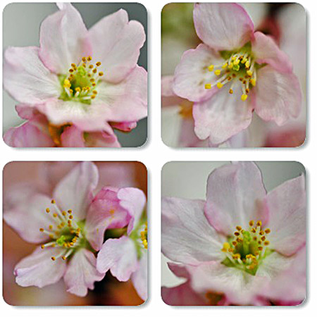 桜３