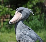 ハシビロコウ.jpg