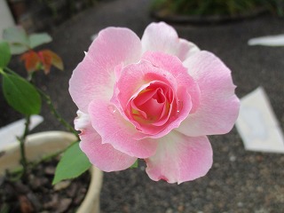 IMG_2445ss.jpg
