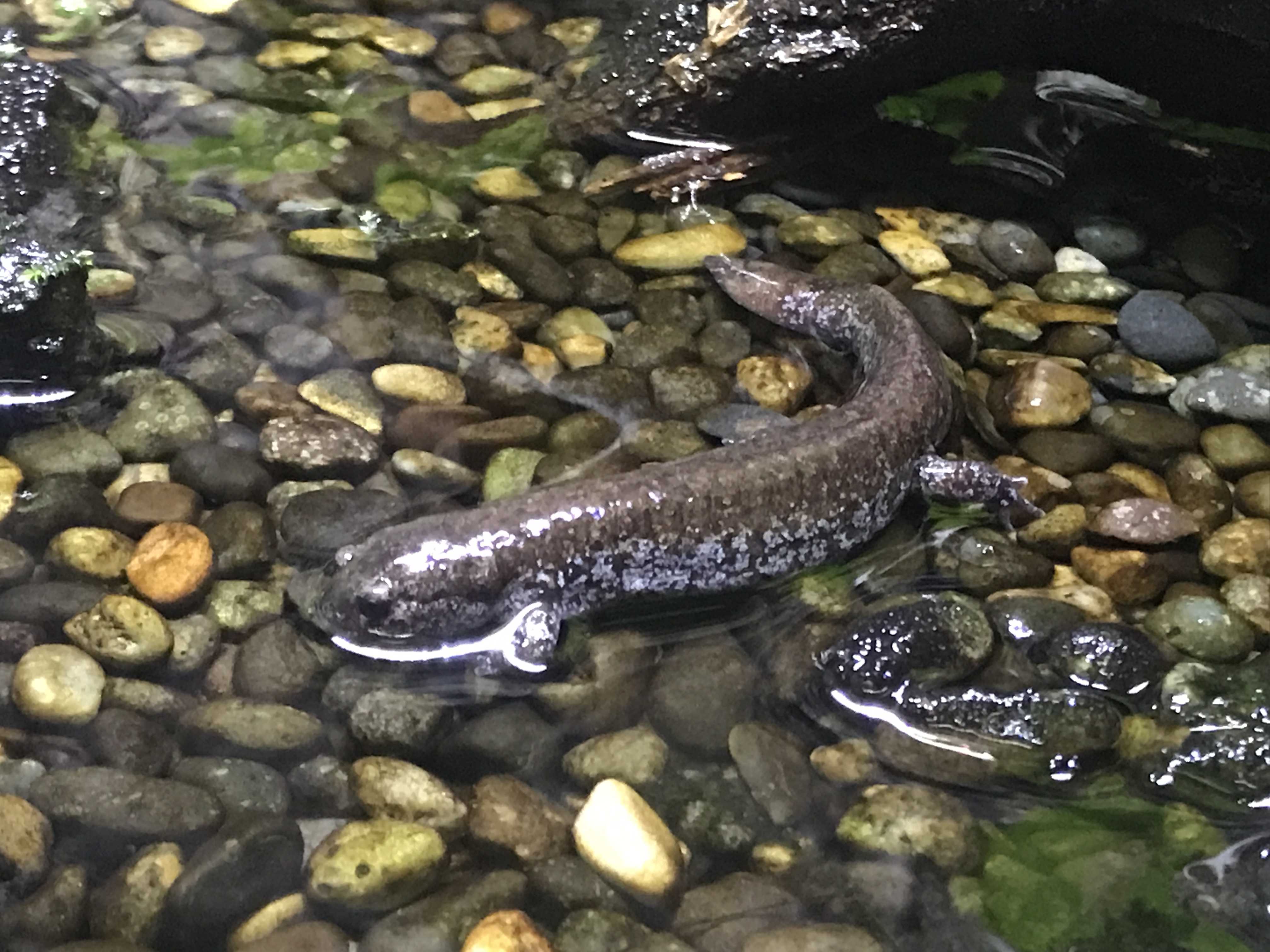 新種発見in東山公園 オワリサンショウウオ 今日は誰と会えるかな だいたい東山動植物園 楽天ブログ