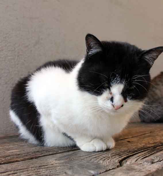 我が家のニャンコ♪2013/12/8-3