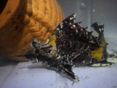 アツモリウオ（Hypsagonus proboscidalis）4　冷水性海水魚の飼育