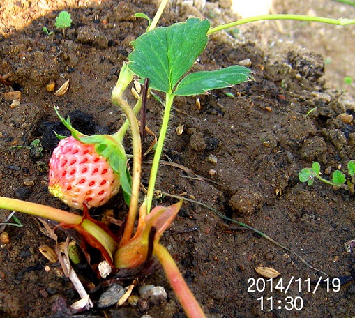 季節はずれのイチゴ.ブログ用.jpg