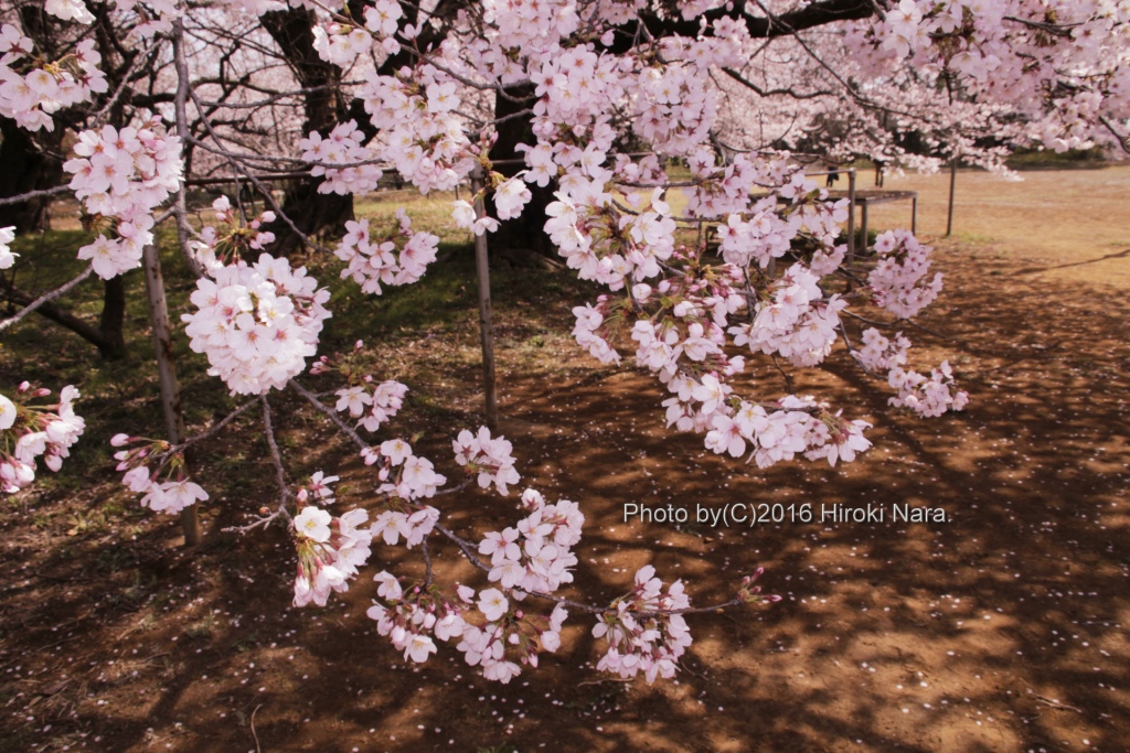 光景　sight0552 桜　サクラ　cherry blossom 春　spring