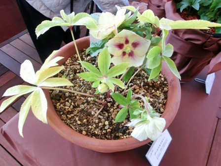 ゴールドネクタリー