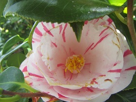 花２３椿.jpg