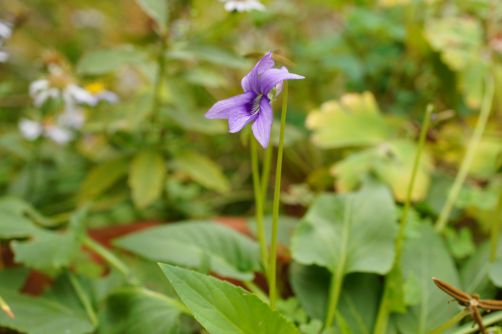 4_11_12gv06169 - コピー.jpg