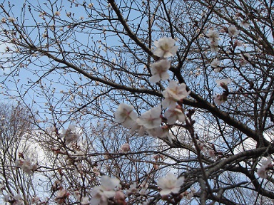 冬桜６.jpg