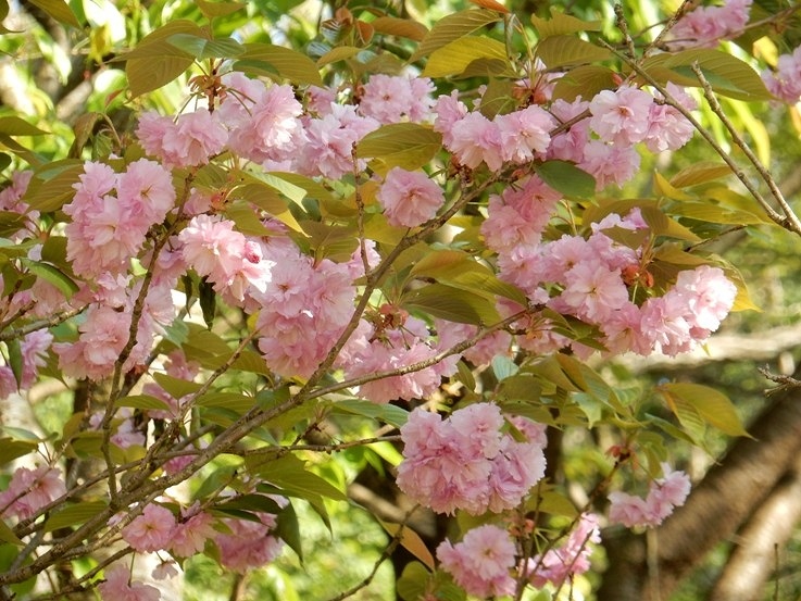 八重桜　3.JPG