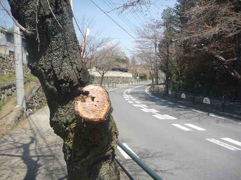 切られた幹。