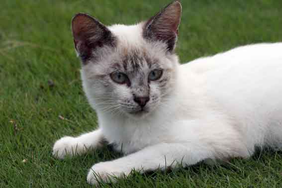 我が家のニャンコ♪2013/9/17-2