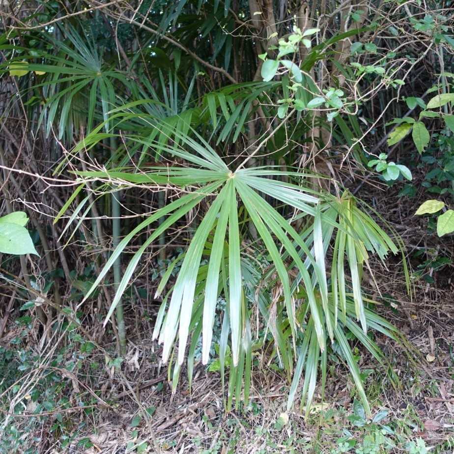 インテリアグリーン ハイドロカルチャー シュロチク | 観葉植物 日日是好日 緑のある生活 - 楽天ブログ