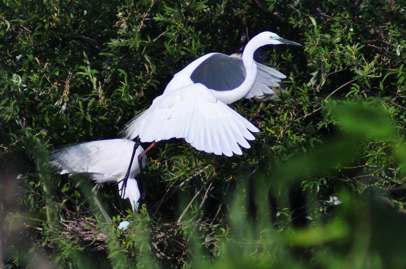 IMG_9532 (800x531).jpg