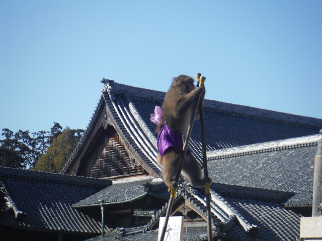 猿