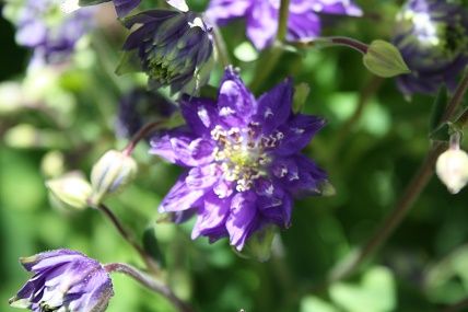 紫の西洋オダマキ 白のセラスチュームetc スローライフに憧れて 薔薇や野菜を育てながら 楽天ブログ