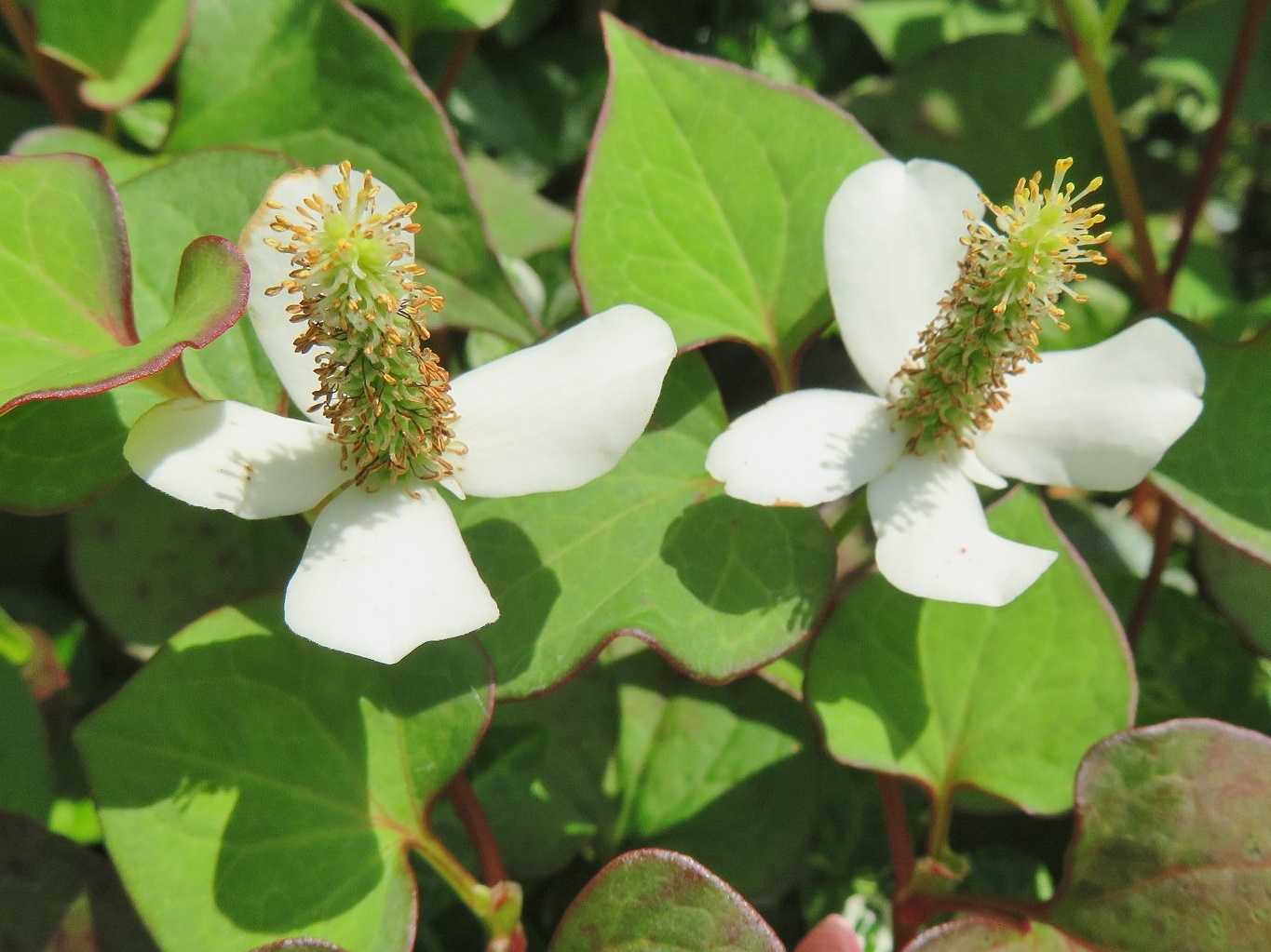 今日も変わらず 花はドクダミ他 載せ遅れた花たち だい のひとりごと 楽天ブログ