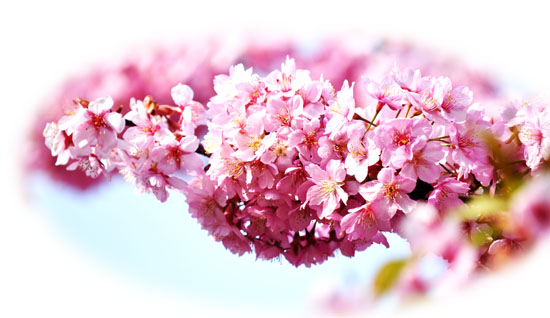 sakura