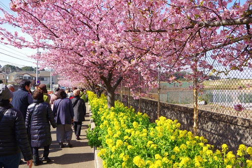 三浦海岸の河津桜