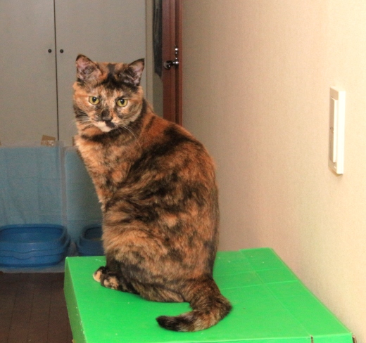 20160501ｷｺ04.jpg