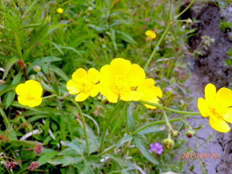 ウマノアシガタの花五輪