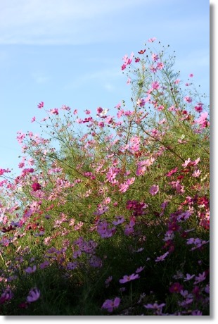 犀川コスモスロード-6 13.9.28