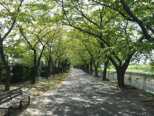 桜並木