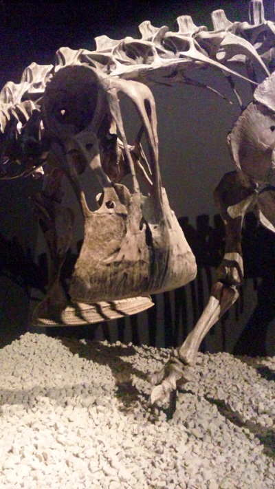 ニジュールサウルス