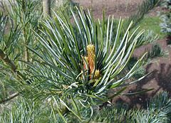 240px-Pinus-parviflora-close.JPG