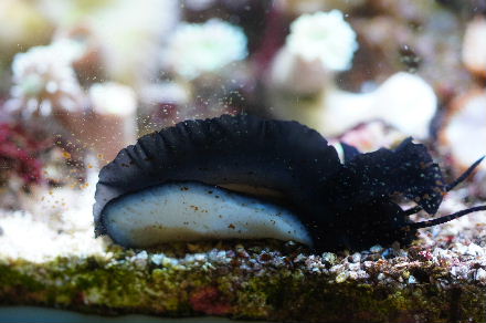 2015_041630cmﾍﾞﾝﾄﾗ黒ｳﾐｳｼ0007.JPG