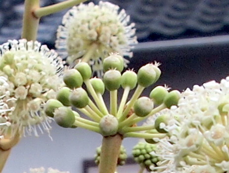 満開の雄しべとめしべの花