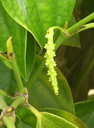 胡椒の花