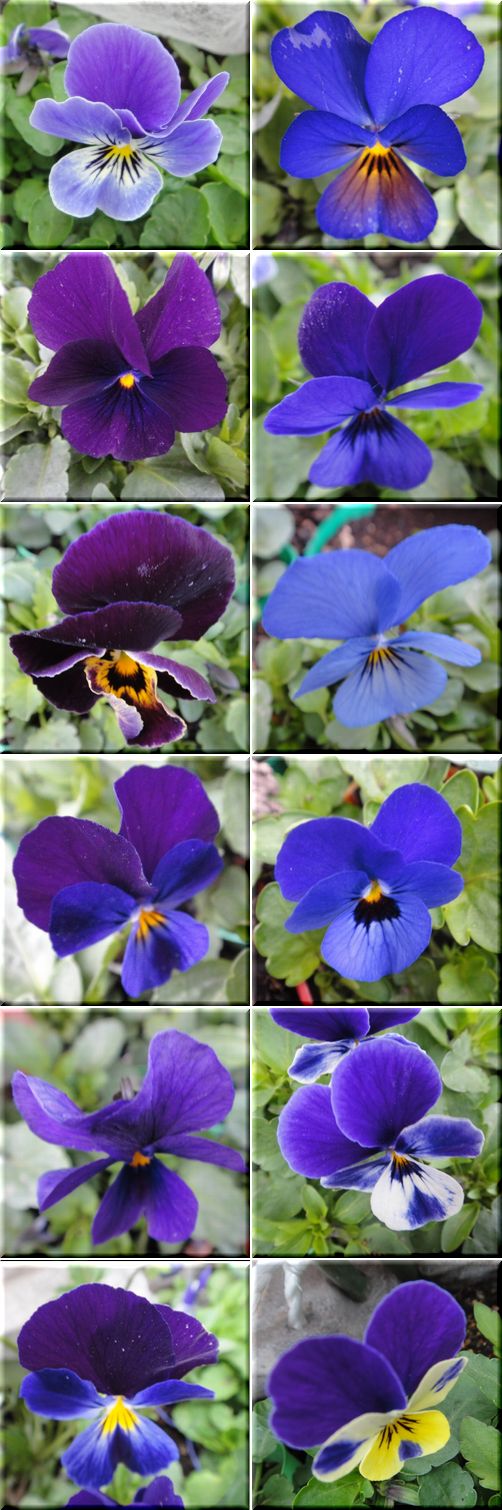 庭人さんの種配布から生まれたブルーのビオラです。