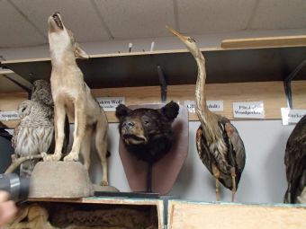 10.4 doubutu no  hakusei.jpg