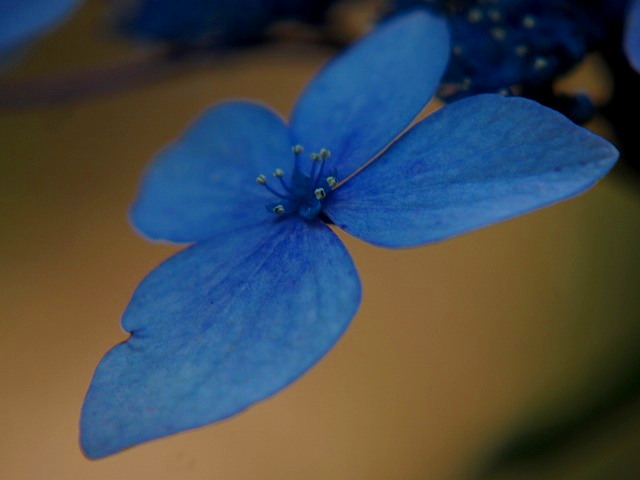 P6110384.jpg